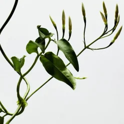 Mujer LOEWE 001 WOMAN