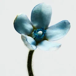 Mujer LOEWE 001 WOMAN EDT