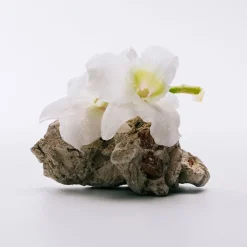 Mujer LOEWE A MI AIRE