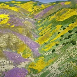 Mujer GUERLAIN Aqua Allegoria Forte Florabloom