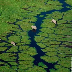 Mujer GUERLAIN Aqua Allegoria Nerolia Vetiver