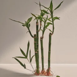 Hombre ADOLFO DOMÍNGUEZ Bambú EDP