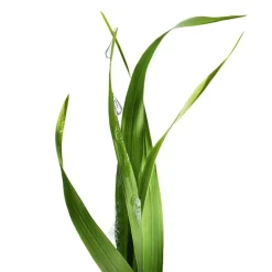 Garnier Bio Gel Limpiador Detox