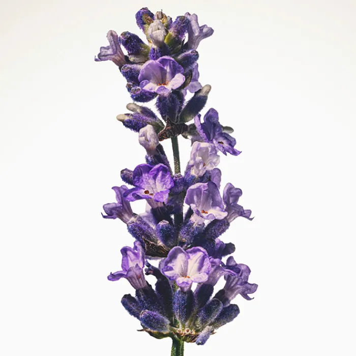 Mujer BURBERRY GODDESS INTENSE