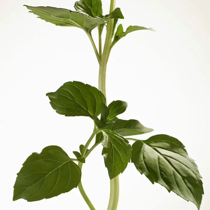 Mujer BURBERRY GODDESS INTENSE