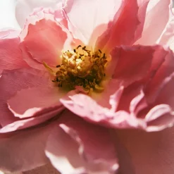 Mujer CHLOÉ INTENSE