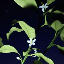 Mujer CHLOÉ NOMADE NUIT D'EGYPTE