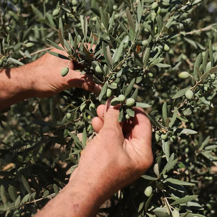 La Provençale Bio Crema Antiarrugas