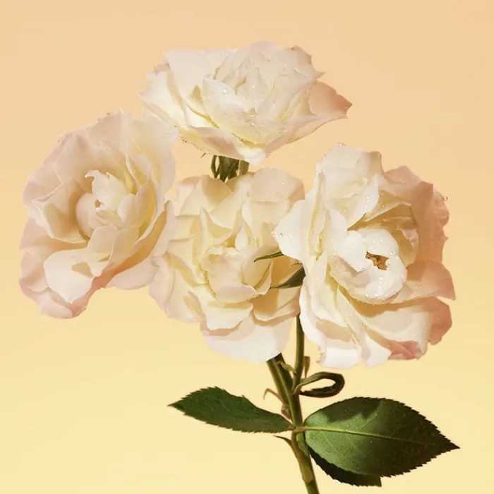 Mujer CALVIN KLEIN ETERNITY