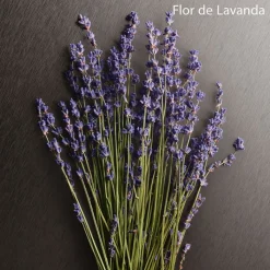 Mujer CALVIN KLEIN ETERNITY AROMATIC ESSENCE