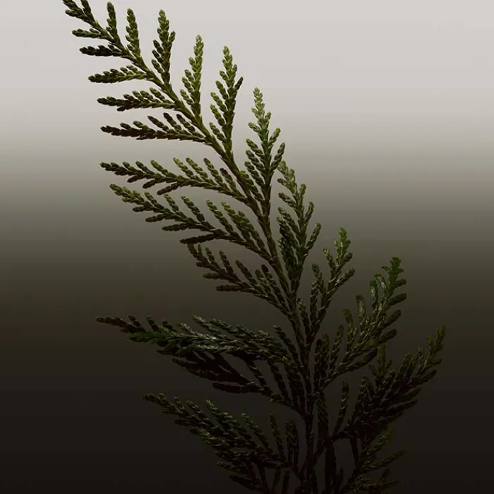 Hombre BURBERRY HERO PARFUM