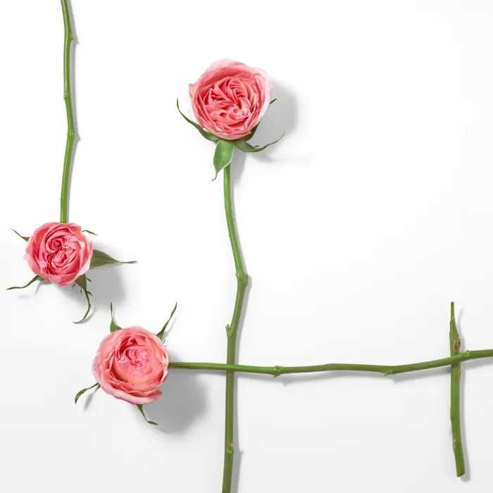 Mujer ISSEY MIYAKE L'EAU D'ISSEY ROSE & ROSE