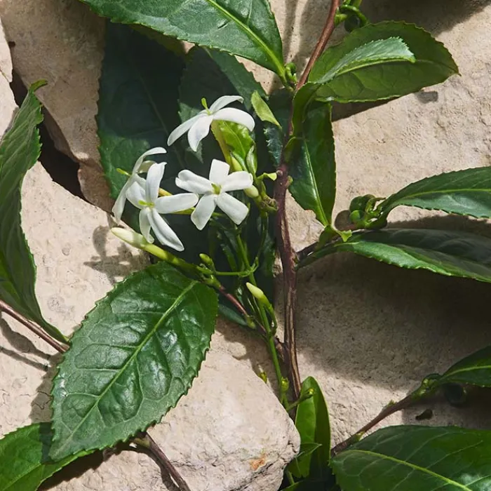 Mujer DOLCE & GABBANA LIGHT BLUE CAPRI IN LOVE