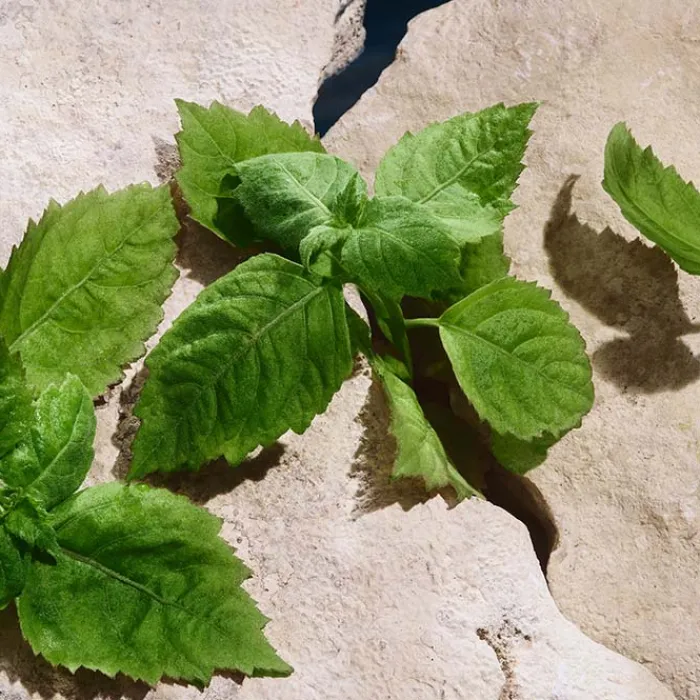 Hombre DOLCE & GABBANA LIGHT BLUE CAPRI IN LOVE Pour Homme