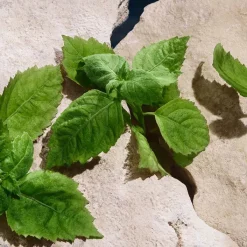 Hombre DOLCE & GABBANA LIGHT BLUE Pour Homme