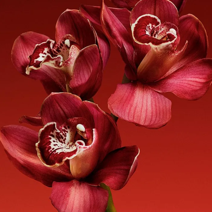 Mujer CALVIN KLEIN MY EUPHORIA