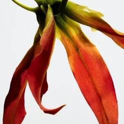 Mujer LOEWE PAULA'S IBIZA ECLECTIC