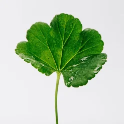 Hombre LOEWE POUR HOMME