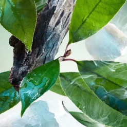 Hombre BVLGARI Pour Homme EDP