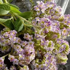 Mujer DOLCE & GABBANA Q BY INTENSE