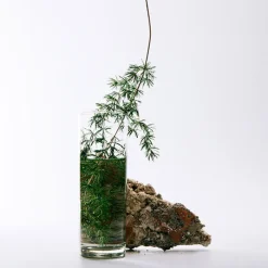 Hombre LOEWE SOLO CEDRO