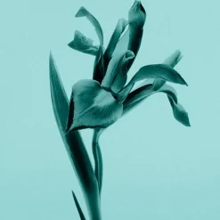 Mujer TIFFANY & CO. TIFFANY EAU DE PARFUM INTENSE