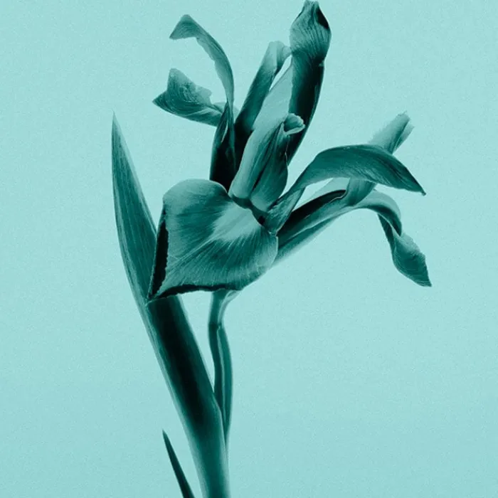 Mujer TIFFANY & CO. TIFFANY EAU DE PARFUM INTENSE