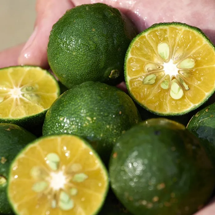 SHISEIDO Waso Shikulime Color Control Oil-Free Moisturizer